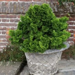 Dwarf Hinoki Cypress Shrub 9 Dwarf Hinoki Cypress Shrub -GreenNest Shop Dwarf Hinoki Cypress 2