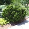 Dwarf Hinoki Cypress Shrub -GreenNest Shop Dwarf Hinoki Cypress BB 600x600 09023970 41af 4887 898c b2ad8388ef8b