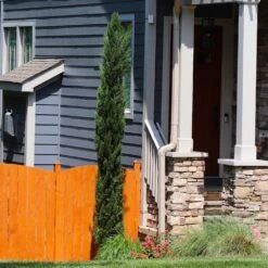 Dwarf Italian Cypress Tree 9 Dwarf Italian Cypress Tree -GreenNest Shop Dwarf Italian Cypress 3