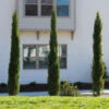 Dwarf Italian Cypress Tree -GreenNest Shop Dwarf Italian Cypress 600x600 9ef13cb2 6e6b 4ec7 bc87 ae69a399a971