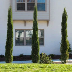 Dwarf Italian Cypress Tree