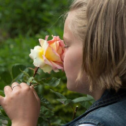 Euphoria® Rose Shrub -GreenNest Shop EUphoria Rose Tree 1