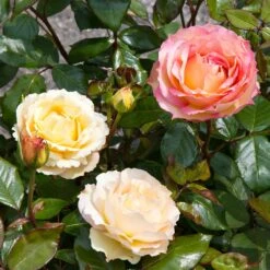 Euphoria® Rose Shrub -GreenNest Shop EUphoria Rose Tree 4