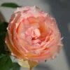 Euphoria® Rose Shrub -GreenNest Shop EUphoria Rose Tree BB 600x600 3d4d7355 ee52 4f65 818e a3e83b7de99f