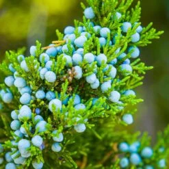 Eastern Red Cedar Tree 10 Eastern Red Cedar Tree -GreenNest Shop Eastern Red Cedar 1 BB