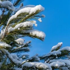 Eastern White Pine Tree -GreenNest Shop Eastern White pine 2 BB