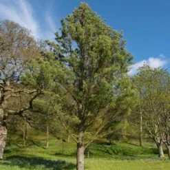 Eastern White Pine Tree -GreenNest Shop Eastern White pine 7 BB