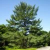 Eastern White Pine Tree -GreenNest Shop Eastern White pine BB 600x600 1940dd6b a2b5 463e ac2f c5a5cc240626