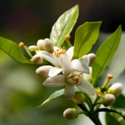 EasyPeel Clementine Tree -GreenNest Shop Easy Peel Clementine 5