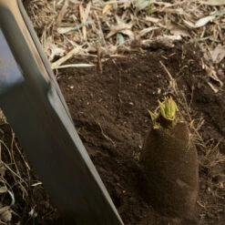 Edible Bamboo Plant 9 Edible Bamboo Plant -GreenNest Shop Edible Bamboo 1 BB