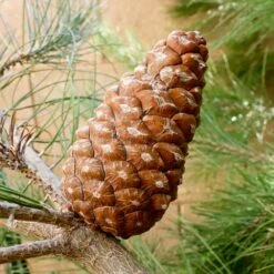 Eldarica Pine 7 Eldarica Pine -GreenNest Shop Elderica Pine 2