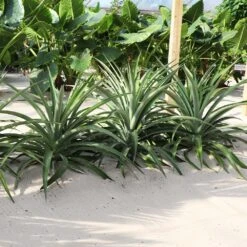 Elite Gold Pineapple Plant -GreenNest Shop Elite GOld Pineapple 1