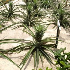 Elite Gold Pineapple Plant -GreenNest Shop Elite GOld Pineapple 2