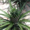 Elite Gold Pineapple Plant -GreenNest Shop Elite GOld Pineapple BB 600x600 53a77f55 2348 490b 9c62 961e7a1d4906
