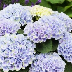 Elizabeth Ashley Hydrangea Shrub -GreenNest Shop Elizabeth Ashley 1