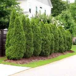 Emerald Green Thuja Tree 15 Emerald Green Thuja Tree -GreenNest Shop Emeral Green Arborvitae 4 BB