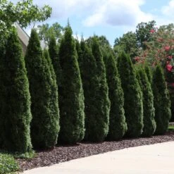 Emerald Green Thuja Tree 14 Emerald Green Thuja Tree -GreenNest Shop Emeral Green Arborvitae 7 BB