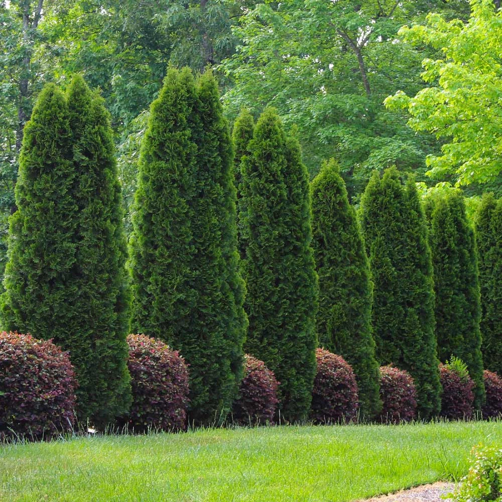 Emerald Green Thuja Tree 7 Emerald Green Thuja Tree - Image 5