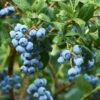 Emerald Blueberry Bush -GreenNest Shop Emerald Blueberries 600x600 2fcbf608 637a 431d bbf6 75235061d14f