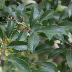 Emerald Flair Elm -GreenNest Shop Emerald Flair 2