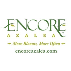 Autumn Angel® Encore® Azalea Shrub 10 Autumn Angel® Encore® Azalea Shrub -GreenNest Shop Encore Logo 1000x1000 1b6bfdae 4d4e 45ec 9d82 cace6275e77a