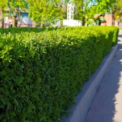 Dwarf English Boxwood Shrub -GreenNest Shop English Boxwood 5 BB