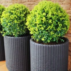 Dwarf English Boxwood Shrub -GreenNest Shop English Boxwood 8 BB