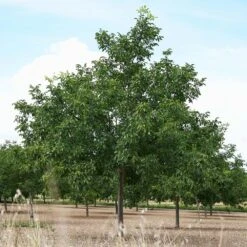 Carpathian English Walnut Tree -GreenNest Shop English Carpathian Walnut 3 BB