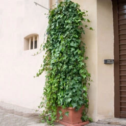 English Ivy -GreenNest Shop English Ivy 1 BB