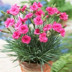 Scent First® Eternity Dianthus -GreenNest Shop Eternity Dianthus 1
