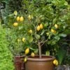 Eureka Lemon Tree 2 Eureka Lemon Tree -GreenNest Shop Eureka Lemon Tree BB 600x600 6064b866 c559 4600 8d23 edfeda745583