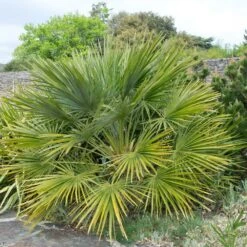 European Fan Palm Tree 10 European Fan Palm Tree -GreenNest Shop European Fan Palm 2 BB