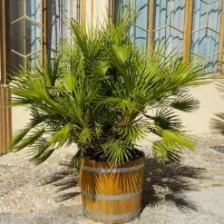 European Fan Palm Tree 9 European Fan Palm Tree -GreenNest Shop European Fan Palm 4 BB