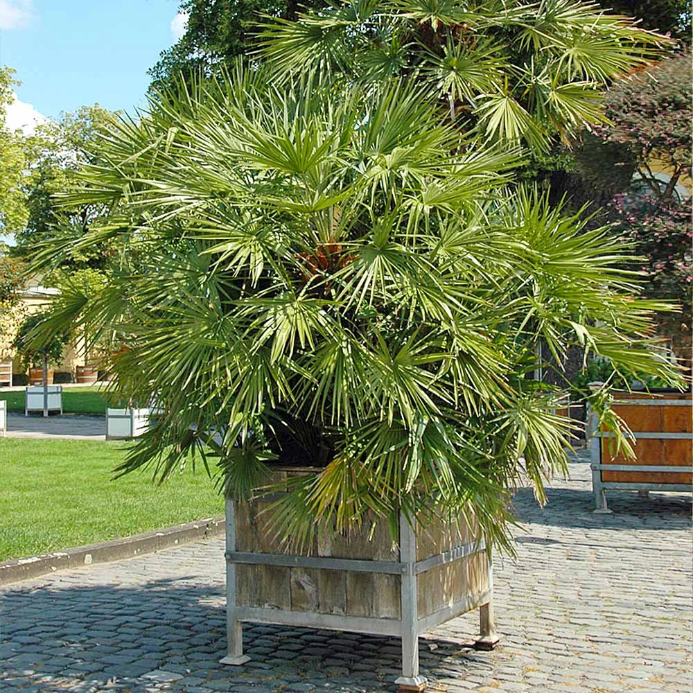 European Fan Palm Tree 7 European Fan Palm Tree - Image 5