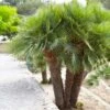 European Fan Palm Tree 2 European Fan Palm Tree -GreenNest Shop European Fan Palm BB 600x600 f4563216 87fd 48fa 98a1 e9c88fa18a9d