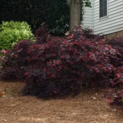 Ever Red Loropetalum Shrub 9 Ever Red Loropetalum Shrub -GreenNest Shop Ever Red Lorepetalum 2