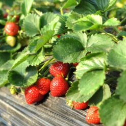 Everbearing Strawberry Plant -GreenNest Shop Everbearing Strawberry 1 BB
