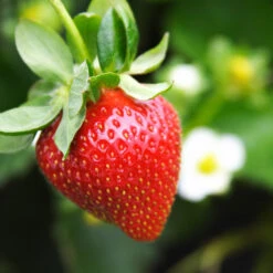 Everbearing Strawberry Plant -GreenNest Shop Everbearing Strawberry 4 BB