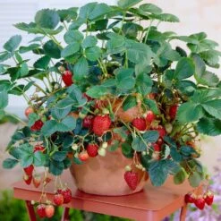 Everbearing Strawberry Plant -GreenNest Shop Everbearing Strawberry 8