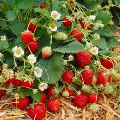Everbearing Strawberry Plant -GreenNest Shop Everbearing Strawberry 9