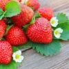 Everbearing Strawberry Plant -GreenNest Shop Everbearing Strawberry BB 600x600 31691f74 c840 49ff 8e1b eed2a6b034d2