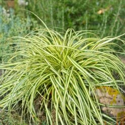 Carex Evergold (Japanese Sedge) 7 Carex Evergold (Japanese Sedge) -GreenNest Shop Evergold Carex Sedge 2