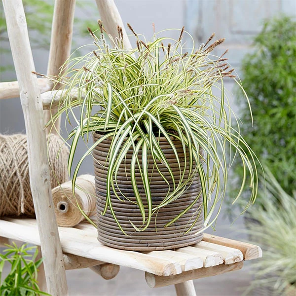 Carex Evergold (Japanese Sedge) 3 Carex Evergold (Japanese Sedge)