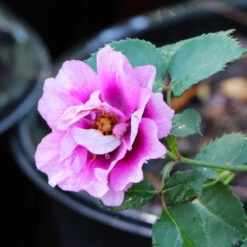 Eyeconic® Plum Lemonade Rose -GreenNest Shop Eyeconic Plum Lemonade Rose 5