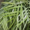 Fern Pine Tree -GreenNest Shop FERN PINE TREE COLUMNAR 350 THUMBNAIL