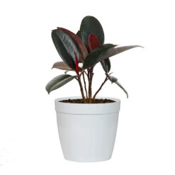 Rubber Tree Plant -GreenNest Shop FIC RBG.6 whitedelilah