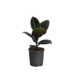 Rubber Tree Plant -GreenNest Shop FIC RBG1 5f0f19c1 d7e1 4fac 88de 2eda1bf48cf7