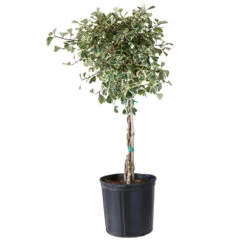 Variegated Ficus Triangularis Tree 9 Variegated Ficus Triangularis Tree -GreenNest Shop FIC TRT 34 3 BRD