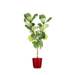 Fiddle-Leaf Fig Tree -GreenNest Shop FIG FDL 34 3 delilah red