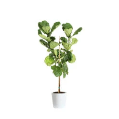 Fiddle-Leaf Fig Tree -GreenNest Shop FIG FDL 34 3 delilah white